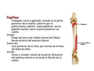 Poplíteo : triángular corto y aplanado, situado en la parte posterior de la rodilla, cubierto por el gastrocnemio, plantar, vasos poplíteos, nervio poplíteo medial, cubre la parte posterior de rodilla. Origen: fondo del surco del cóndilo lateral del fémur. Borde externo del menisco lateral. Inserción: cara posterior de la tibia, por encima de la línea del músculo sóleo.  Acción: flexor y rotador medial de la pierna. Retractor del menisco lateral al iniciarse la flexión de la rodilla 
