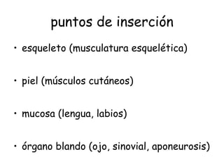 puntos de inserción esqueleto (musculatura esquelética) piel (músculos cutáneos) mucosa (lengua, labios) órgano blando (ojo, sinovial, aponeurosis) 
