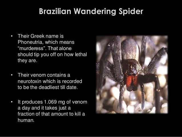 View Brazilian Wandering Spider Bite Symptoms Images