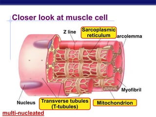 AP Biology
Closer look at muscle cell
multi-nucleated
Mitochondrion
Sarcoplasmic
reticulum
Transverse tubules
(T-tubules)
 