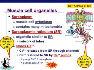 AP Biology
Muscle cell organelles
 Sarcoplasm
 muscle cell cytoplasm
 contains many mitochondria
 Sarcoplasmic reticulum (SR)
 organelle similar to ER
 network of tubes
 stores Ca2+
 Ca2+ released from SR through channels
 Ca2+ restored to SR by Ca2+ pumps
 pump Ca2+ from cytosol
 pumps use ATP
Ca2+ ATPase of SR
ATP
There’s
the rest
of the
ATPs!
But what
does the
Ca2+ do?
 