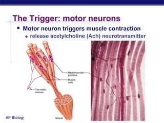AP Biology
The Trigger: motor neurons
 Motor neuron triggers muscle contraction
 release acetylcholine (Ach) neurotransmitter
 