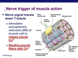 AP Biology
 Nerve signal travels
down T-tubule
 stimulates
sarcoplasmic
reticulum (SR) of
muscle cell to
release stored
Ca2+
 flooding muscle
fibers with Ca2+
Nerve trigger of muscle action
 