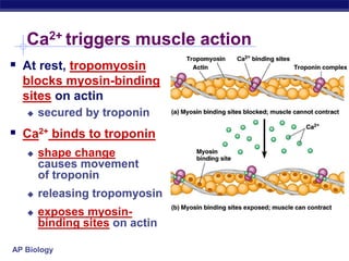 AP Biology
 At rest, tropomyosin
blocks myosin-binding
sites on actin
 secured by troponin
 Ca2+ binds to troponin
 shape change
causes movement
of troponin
 releasing tropomyosin
 exposes myosin-
binding sites on actin
Ca2+ triggers muscle action
 