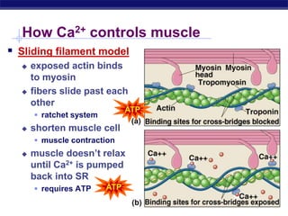 AP Biology
How Ca2+ controls muscle
 Sliding filament model
 exposed actin binds
to myosin
 fibers slide past each
other
 ratchet system
 shorten muscle cell
 muscle contraction
 muscle doesn’t relax
until Ca2+ is pumped
back into SR
 requires ATP
ATP
ATP
 