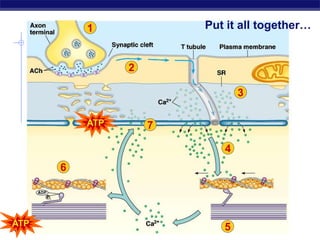 AP Biology
Put it all together…
1
ATP
2
3
4
5
7
6
ATP
 