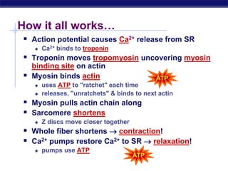AP Biology
How it all works…
 Action potential causes Ca2+ release from SR
 Ca2+ binds to troponin
 Troponin moves tropomyosin uncovering myosin
binding site on actin
 Myosin binds actin
 uses ATP to "ratchet" each time
 releases, "unratchets" & binds to next actin
 Myosin pulls actin chain along
 Sarcomere shortens
 Z discs move closer together
 Whole fiber shortens  contraction!
 Ca2+ pumps restore Ca2+ to SR  relaxation!
 pumps use ATP
ATP
ATP
 