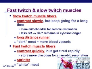 AP Biology
Fast twitch & slow twitch muscles
 Slow twitch muscle fibers
 contract slowly, but keep going for a long
time
 more mitochondria for aerobic respiration
 less SR  Ca2+ remains in cytosol longer
 long distance runner
 “dark” meat = more blood vessels
 Fast twitch muscle fibers
 contract quickly, but get tired rapidly
 store more glycogen for anaerobic respiration
 sprinter
 “white” meat
 