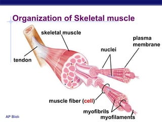 AP Biology
tendon
skeletal muscle
muscle fiber (cell)
myofilaments
myofibrils
plasma
membrane
nuclei
Organization of Skeletal muscle
 