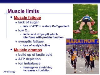 AP Biology
Muscle limits
 Muscle fatigue
 lack of sugar
 lack of ATP to restore Ca2+ gradient
 low O2
 lactic acid drops pH which
interferes with protein function
 synaptic fatigue
 loss of acetylcholine
 Muscle cramps
 build up of lactic acid
 ATP depletion
 ion imbalance
 massage or stretching
increases circulation
 