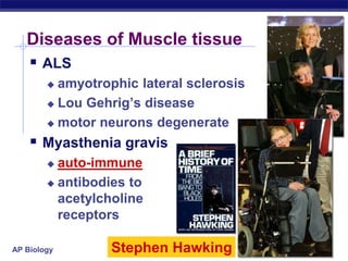 AP Biology
Diseases of Muscle tissue
 ALS
 amyotrophic lateral sclerosis
 Lou Gehrig’s disease
 motor neurons degenerate
 Myasthenia gravis
 auto-immune
 antibodies to
acetylcholine
receptors
Stephen Hawking
 