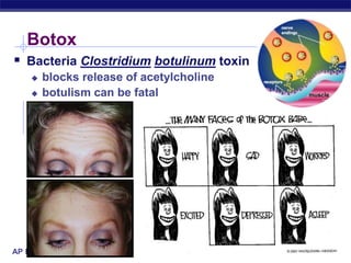 AP Biology
Botox
 Bacteria Clostridium botulinum toxin
 blocks release of acetylcholine
 botulism can be fatal muscle
 