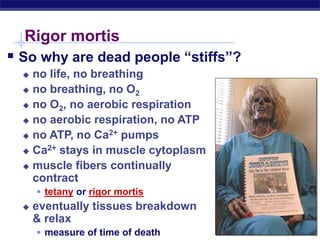 AP Biology
Rigor mortis
 So why are dead people “stiffs”?
 no life, no breathing
 no breathing, no O2
 no O2, no aerobic respiration
 no aerobic respiration, no ATP
 no ATP, no Ca2+ pumps
 Ca2+ stays in muscle cytoplasm
 muscle fibers continually
contract
 tetany or rigor mortis
 eventually tissues breakdown
& relax
 measure of time of death
 