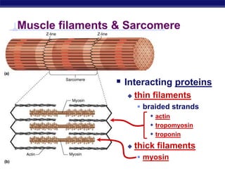 AP Biology
Muscle filaments & Sarcomere
 Interacting proteins
 thin filaments
 braided strands
 actin
 tropomyosin
 troponin
 thick filaments
 myosin
 