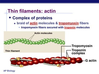 AP Biology
Thin filaments: actin
 Complex of proteins
 braid of actin molecules & tropomyosin fibers
 tropomyosin fibers secured with troponin molecules
 