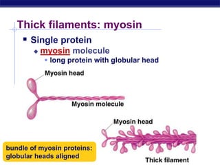 AP Biology
Thick filaments: myosin
 Single protein
 myosin molecule
 long protein with globular head
bundle of myosin proteins:
globular heads aligned
 