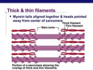 AP Biology
Thick & thin filaments
 Myosin tails aligned together & heads pointed
away from center of sarcomere
 