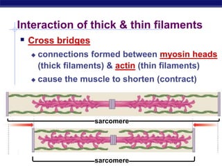 AP Biology
Interaction of thick & thin filaments
 Cross bridges
 connections formed between myosin heads
(thick filaments) & actin (thin filaments)
 cause the muscle to shorten (contract)
sarcomere
sarcomere
 