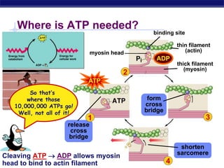 AP Biology
Where is ATP needed?
3
4
12
1
1
1
Cleaving ATP  ADP allows myosin
head to bind to actin filament
thin filament
(actin)
thick filament
(myosin)
ATP
myosin head
form
cross
bridge
binding site
So that’s
where those
10,000,000 ATPs go!
Well, not all of it!
ADP
release
cross
bridge
shorten
sarcomere
1
 
