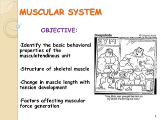 MUSCULAR SYSTEM
OBJECTIVE:
•Identify

the basic behavioral
properties of the
musculotendinous unit
•Structure

of skeletal muscle

•Change

in muscle length with
tension development
•Factors

affecting muscular
force generation
1

 