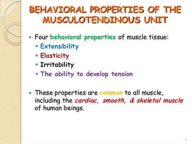 Muscular System (Our Muscle)