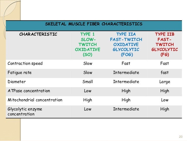 Muscular System (Our Muscle)
