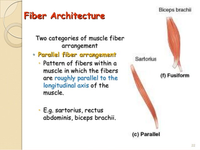 Example Of Parallel Muscle Fibers – KWOB