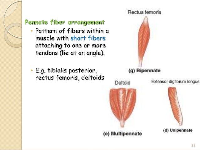 Muscular System (Our Muscle)