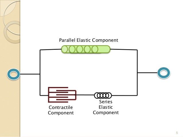 Muscular System (Our Muscle)