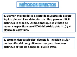 a. Examen microscópico directo de muestras de esputo,
líquido pleural. Para detección de hifas, pero es difícil
distinguir la especie. Las tinciones que se utilizan de
manera específica son el KOH (hidróxido potásico) y el
blanco de calcafluor.


b. Estudio histopatológico: detecta la invasión tisular
por las hifas del hongo filamentoso, pero tampoco
distingue el tipo de hongo del que se trata.
 