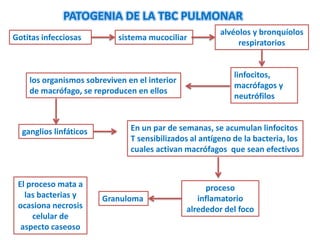 PATOGENIA DE LA TBC PULMONAR
                                                        alvéolos y bronquíolos
Gotitas infecciosas         sistema mucociliar
                                                             respiratorios


                                                            linfocitos,
    los organismos sobreviven en el interior
                                                            macrófagos y
    de macrófago, se reproducen en ellos
                                                            neutrófilos


  ganglios linfáticos          En un par de semanas, se acumulan linfocitos
                               T sensibilizados al antígeno de la bacteria, los
                               cuales activan macrófagos que sean efectivos


 El proceso mata a                                  proceso
   las bacterias y      Granuloma                 inflamatorio
 ocasiona necrosis                             alrededor del foco
     celular de
  aspecto caseoso
 