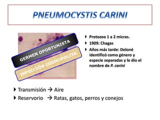  Protozoo 1 a 2 micras.
                              1909: Chagas
                              Años más tarde: Deloné
                               identificó como género y
                               especie separadas y le dio el
                               nombre de P. carini




 Transmisión  Aire
 Reservorio  Ratas, gatos, perros y conejos
 