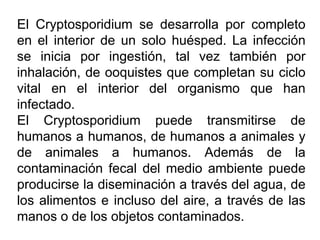 El Cryptosporidium se desarrolla por completo
en el interior de un solo huésped. La infección
se inicia por ingestión, tal vez también por
inhalación, de ooquistes que completan su ciclo
vital en el interior del organismo que han
infectado.
El Cryptosporidium puede transmitirse de
humanos a humanos, de humanos a animales y
de animales a humanos. Además de la
contaminación fecal del medio ambiente puede
producirse la diseminación a través del agua, de
los alimentos e incluso del aire, a través de las
manos o de los objetos contaminados.
 