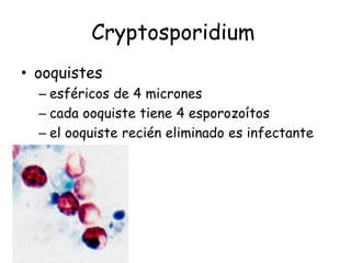 Cryptosporidium
• ooquistes
  – esféricos de 4 micrones
  – cada ooquiste tiene 4 esporozoítos
  – el ooquiste recién eliminado es infectante
 