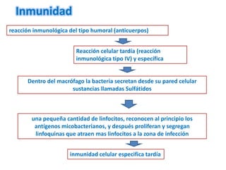 Inmunidad
reacción inmunológica del tipo humoral (anticuerpos)


                         Reacción celular tardía (reacción
                         inmunológica tipo IV) y específica


      Dentro del macrófago la bacteria secretan desde su pared celular
                      sustancias llamadas Sulfátidos



        una pequeña cantidad de linfocitos, reconocen al principio los
         antígenos micobacterianos, y después proliferan y segregan
         linfoquinas que atraen mas linfocitos a la zona de infección


                      inmunidad celular especifica tardía
 