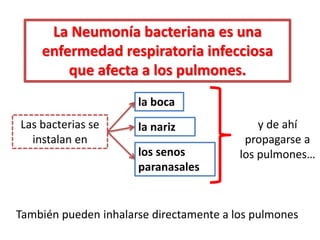 La Neumonía bacteriana es una
    enfermedad respiratoria infecciosa
        que afecta a los pulmones.
                      la boca
Las bacterias se      la nariz               y de ahí
  instalan en                             propagarse a
                      los senos          los pulmones…
                      paranasales


También pueden inhalarse directamente a los pulmones
 