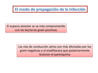 El modo de propagación de la infección


El espacio alveolar se ve más comprometido
      con las bacterias gram-positivas




        Las vías de conducción aérea son más afectadas por los
         gram-negativos y el estafilococo que posteriormente
                        lesionan el parenquima
 