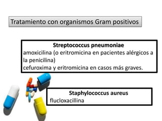 Tratamiento con organismos Gram positivos


                 Streptococcus pneumoniae
    amoxicilina (o eritromicina en pacientes alérgicos a
    la penicilina)
    cefuroxima y eritromicina en casos más graves.



                      Staphylococcus aureus
              flucloxacillina
 