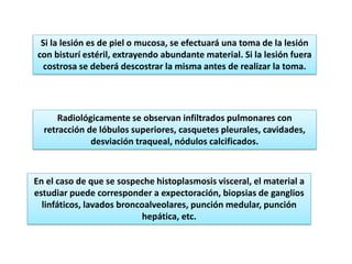 Si la lesión es de piel o mucosa, se efectuará una toma de la lesión
con bisturí estéril, extrayendo abundante material. Si la lesión fuera
 costrosa se deberá descostrar la misma antes de realizar la toma.




      Radiológicamente se observan infiltrados pulmonares con
  retracción de lóbulos superiores, casquetes pleurales, cavidades,
              desviación traqueal, nódulos calcificados.



En el caso de que se sospeche histoplasmosis visceral, el material a
estudiar puede corresponder a expectoración, biopsias de ganglios
  linfáticos, lavados broncoalveolares, punción medular, punción
                           hepática, etc.
 