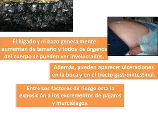 El hígado y el bazo generalmente
aumentan de tamaño y todos los órganos
 del cuerpo se pueden ver involucrados.
                   Además, pueden aparecer ulceraciones
                  en la boca y en el tracto gastrointestinal.

        Entre Los factores de riesgo esta la
      exposición a los excrementos de pájaros
                   y murciélagos.
 