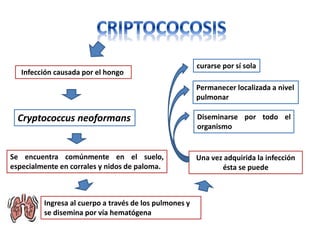 curarse por sí sola
   Infección causada por el hongo
                                                        Permanecer localizada a nivel
                                                        pulmonar

  Cryptococcus neoformans                               Diseminarse por todo el
                                                        organismo


Se encuentra comúnmente en el suelo,                    Una vez adquirida la infección
especialmente en corrales y nidos de paloma.                   ésta se puede



         Ingresa al cuerpo a través de los pulmones y
         se disemina por vía hematógena
 