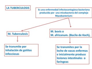 LA TUBERCULOSIS
                        Es una enfermedad infectocontagiosa bacteriana
                         producida por una micobacteria del complejo
                                       Mycobacterium:




                                   M. bovis o
 M. Tuberculosis                   M. africanum. (Bacilo de Koch),


Se transmite por                        Se transmites por la
inhalación de gotitas                   leche de vacas enfermas
infecciosas                             e inicialmente produce
                                        lesiones intestinales o
                                        faríngeas
 