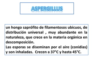 un hongo saprófito de filamentosos ubicuos, de
distribución universal , muy abundante en la
naturaleza, que crece en la materia orgánica en
descomposición.
Las esporas se diseminan por el aire (conidias)
y son inhaladas. Crecen a 37°C y hasta 45°C.
 
