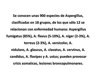 Se conocen unas 900 especies de Aspergillus,
   clasificadas en 18 grupos, de los que sólo 12 se
  relacionan con enfermedad humana: Aspergillus
fumigatus (85%), A. flavus (5-10%), A. niger (2-3%), A.
           terreus (2-3%), A. versicolor, A.
   nidulans, A. glaucus, A. clavatus, A. cervinus, A.
  candidus, A. flavipes y A. ustus; pueden provocar
    crisis asmaticas, lesiones broncopulmonares.
 