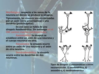 5 neuronas y sinapsis | PPTX