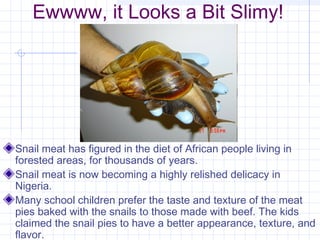 Ewwww, it Looks a Bit Slimy!
Snail meat has figured in the diet of African people living in
forested areas, for thousands of years.
Snail meat is now becoming a highly relished delicacy in
Nigeria.
Many school children prefer the taste and texture of the meat
pies baked with the snails to those made with beef. The kids
claimed the snail pies to have a better appearance, texture, and
flavor.
 