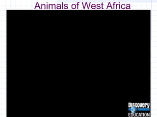 Animals of West Africa
 
