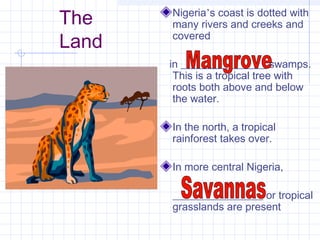 The
Land
Nigeria’s coast is dotted with
many rivers and creeks and
covered
in ________________ swamps.
This is a tropical tree with
roots both above and below
the water.
In the north, a tropical
rainforest takes over.
In more central Nigeria,
_________________ or tropical
grasslands are present
 