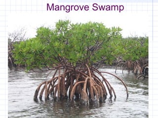 Mangrove Swamp
 