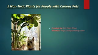 5 Non-Toxic Plants for People with Curious Pets
 Created by: Eds Plant Shop
Website: https://edsplantshop.com/
 